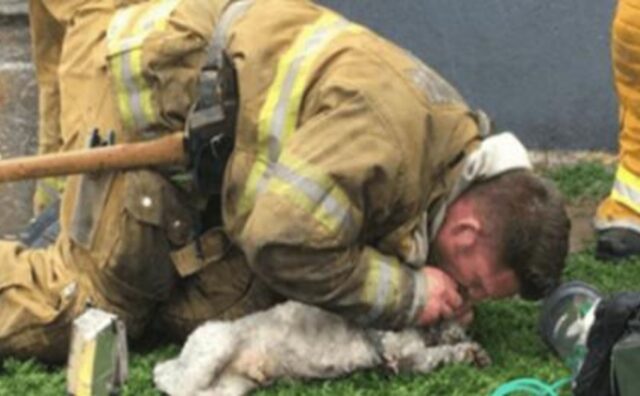 Il pompiere non si arrende: fa di tutto per salvare e rianimare il cane tirato fuori da un incendio