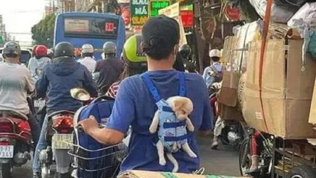 Cane nel marsupio per bambini