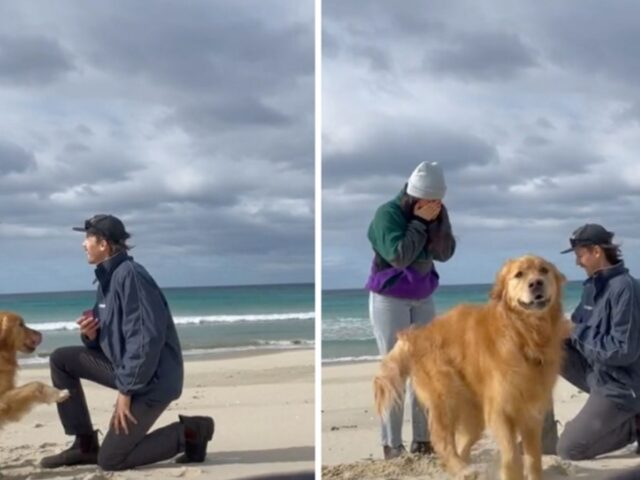 Il cane si emoziona e non sta nella pelle quando il suo padrone fa la proposta di matrimonio alla fidanzata