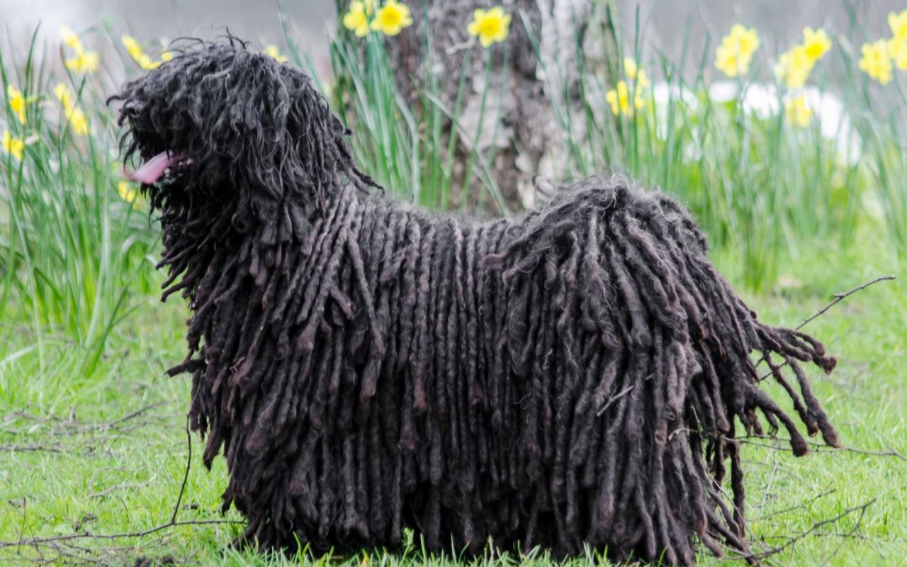 cane nero con il pelo a cordicelle molto particolare