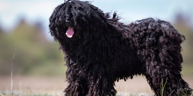 Puli, il “cane mocio”: cosa sapere su questa particolare razza