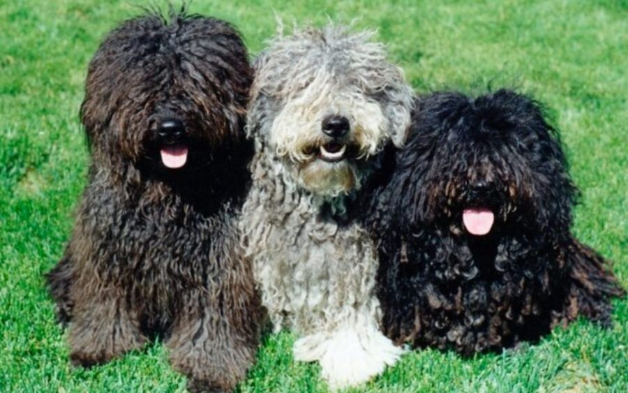 tre cani della stessa razza ma di colori diversi