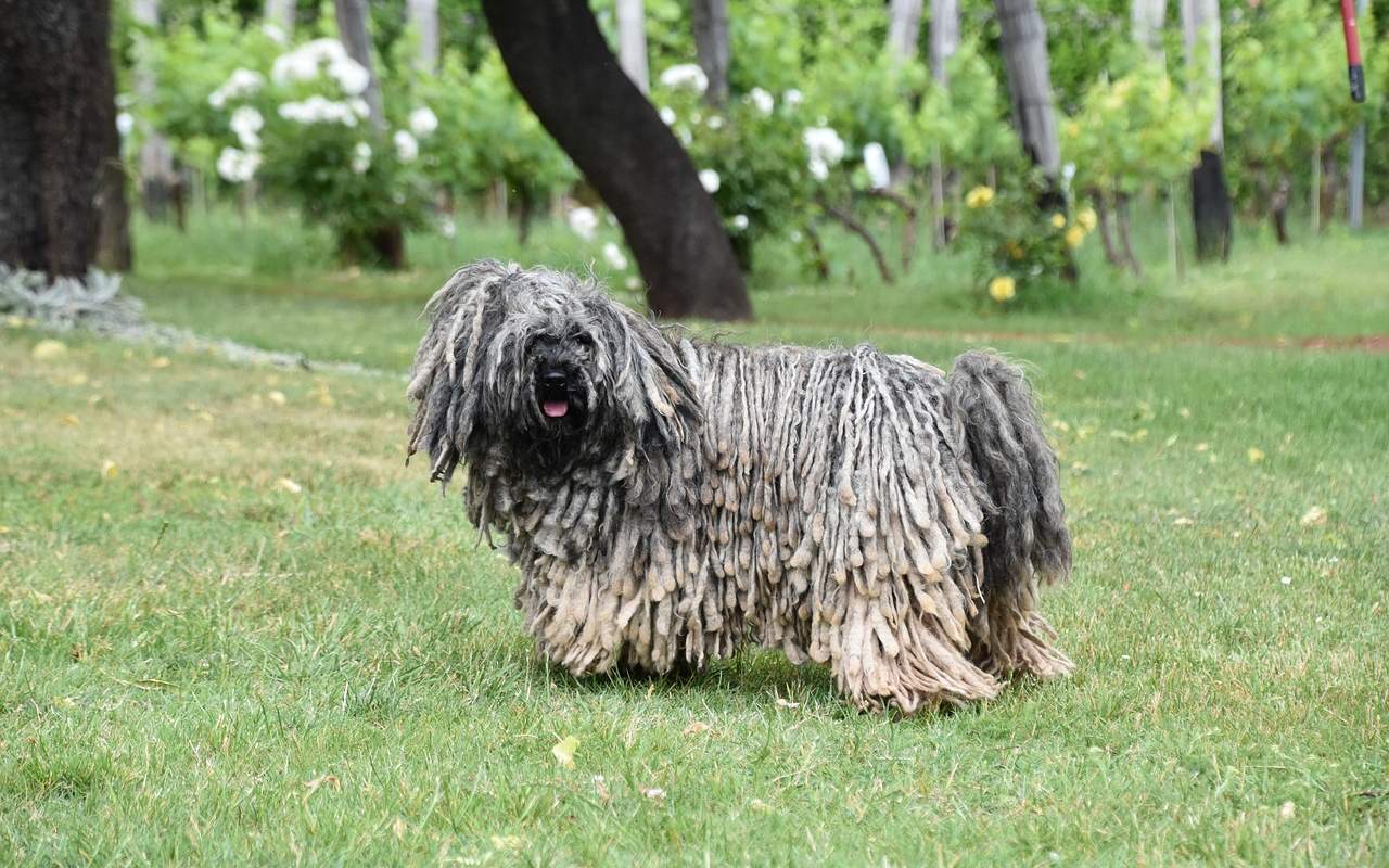 cane che cammina sul prato