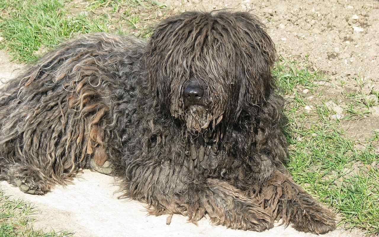 cane col pelo arruffato disteso per terra sotto al sole