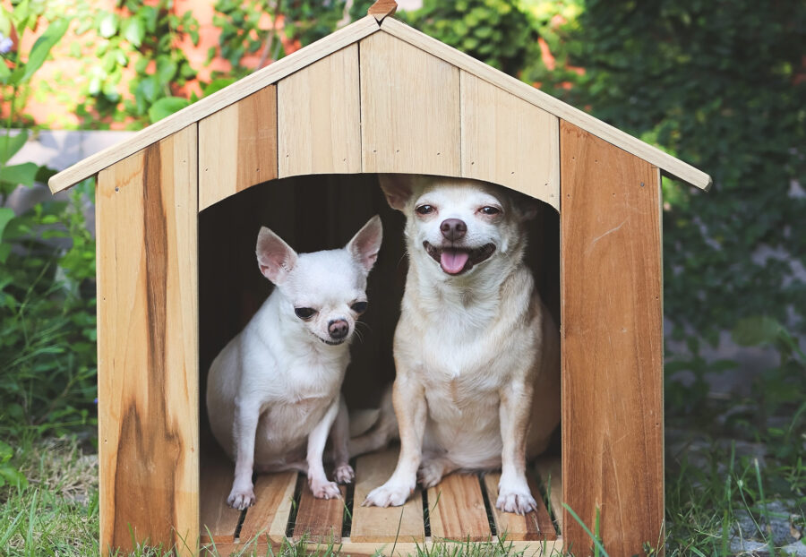 Riscaldare la cuccia al cane, metodi efficaci e raccomandazioni