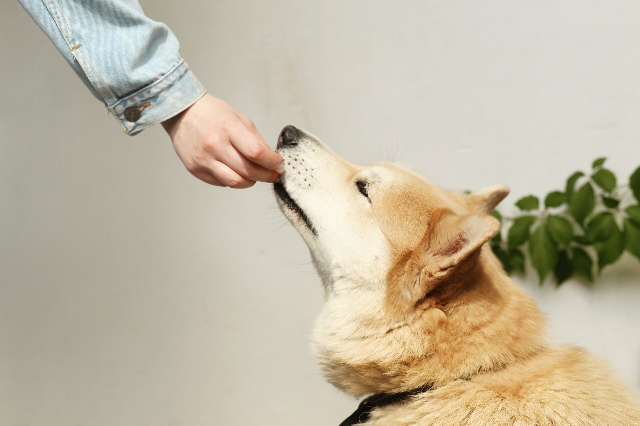 cane che mangia snack