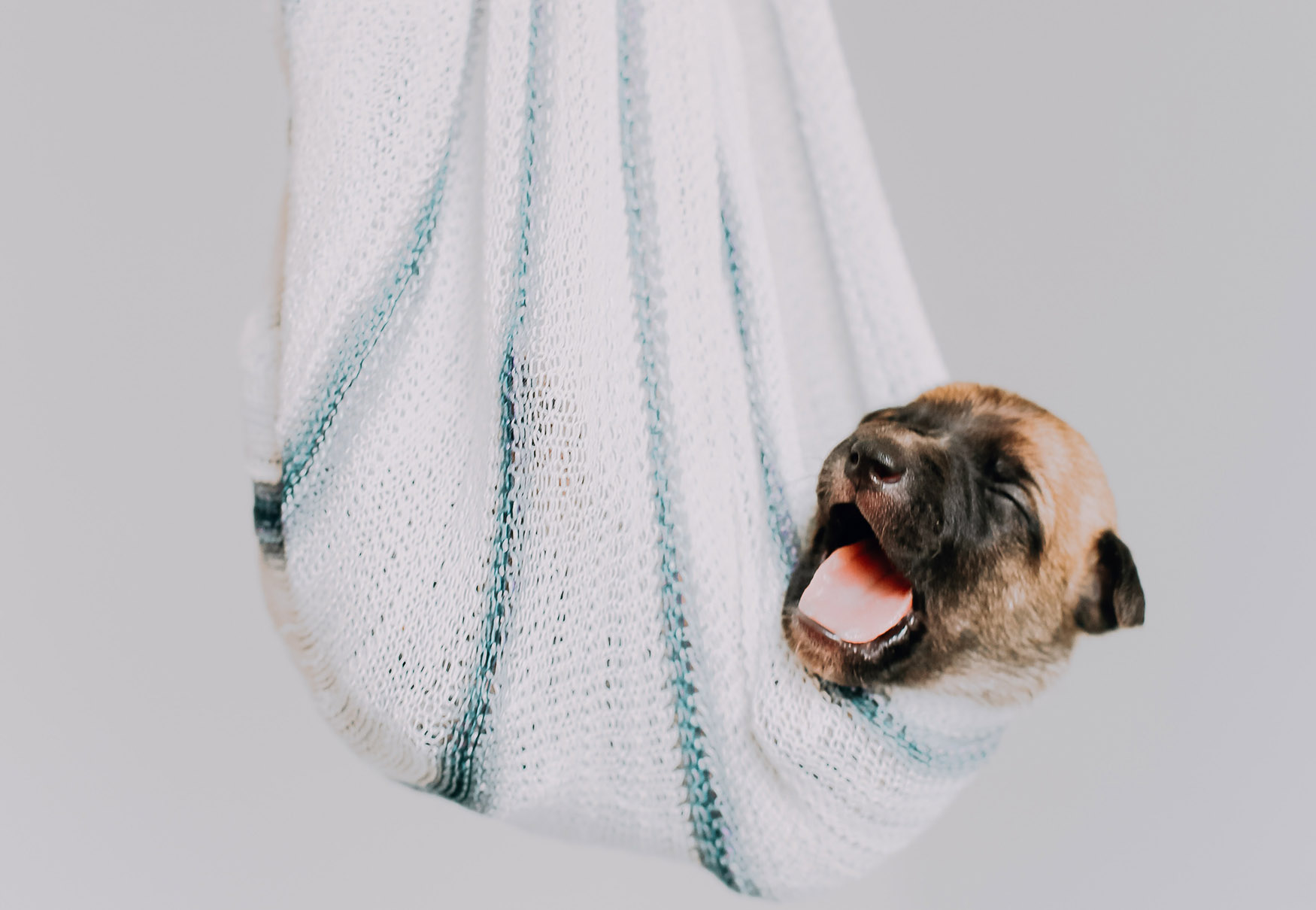 cucciolo di cane in sacco che dorme