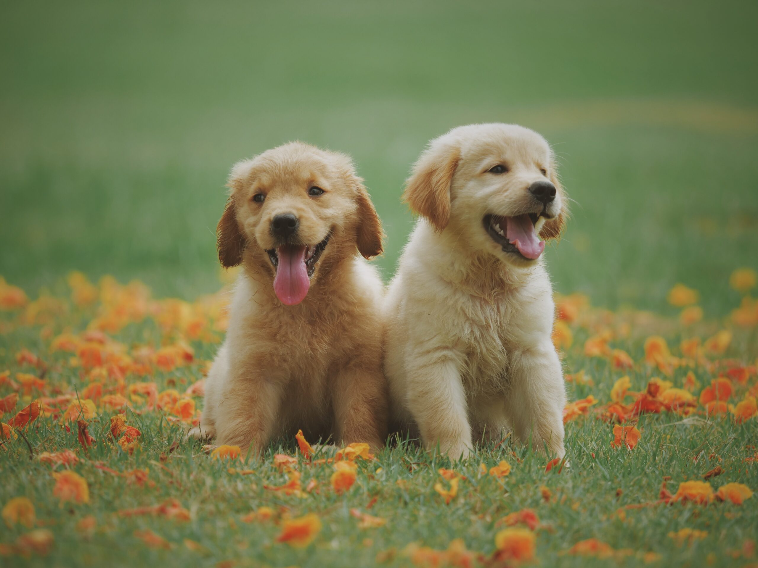 cuccioli di labrador