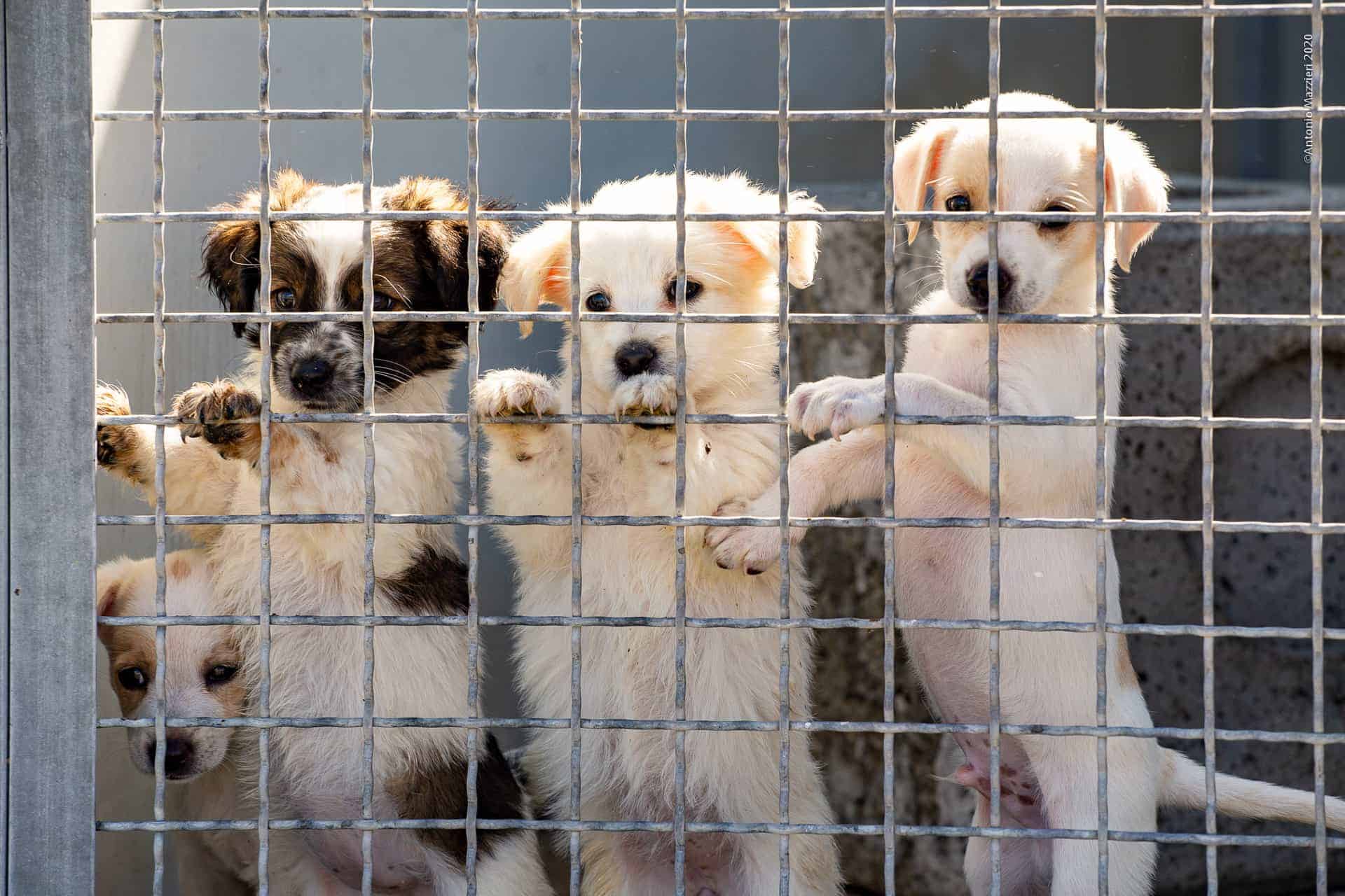 cuccioli di cane al canile