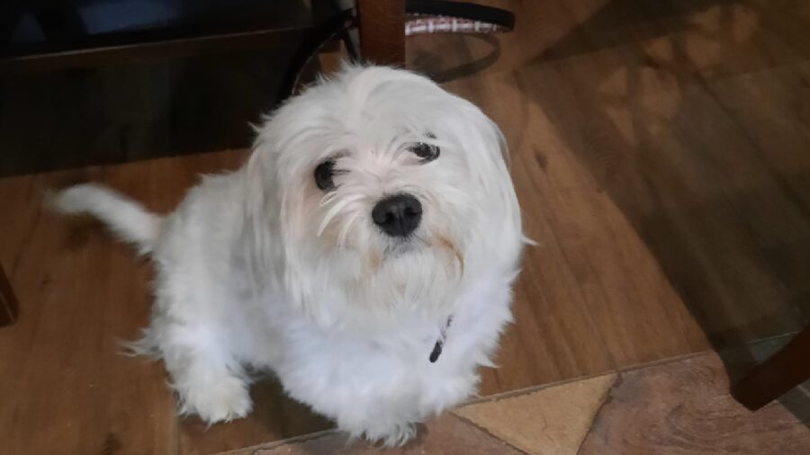 cagnolina isa pelo bianco