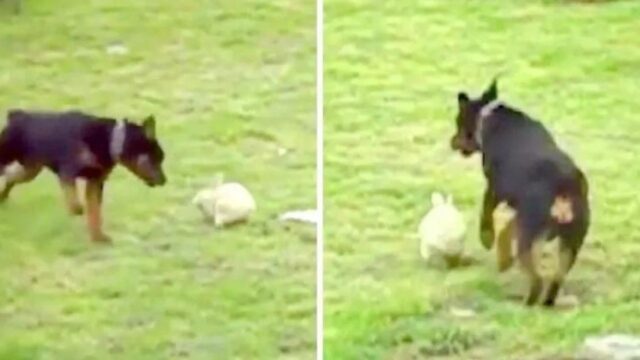 Riprende il suo Rottweiler mentre insegue un coniglio: non immaginava cosa sarebbe accaduto