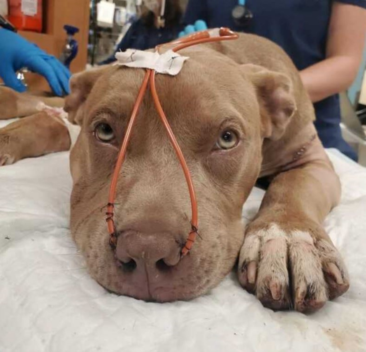 Una cagnolina di nome Smoke in clinica