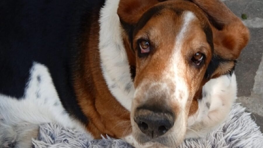 cane basset hound tricolore