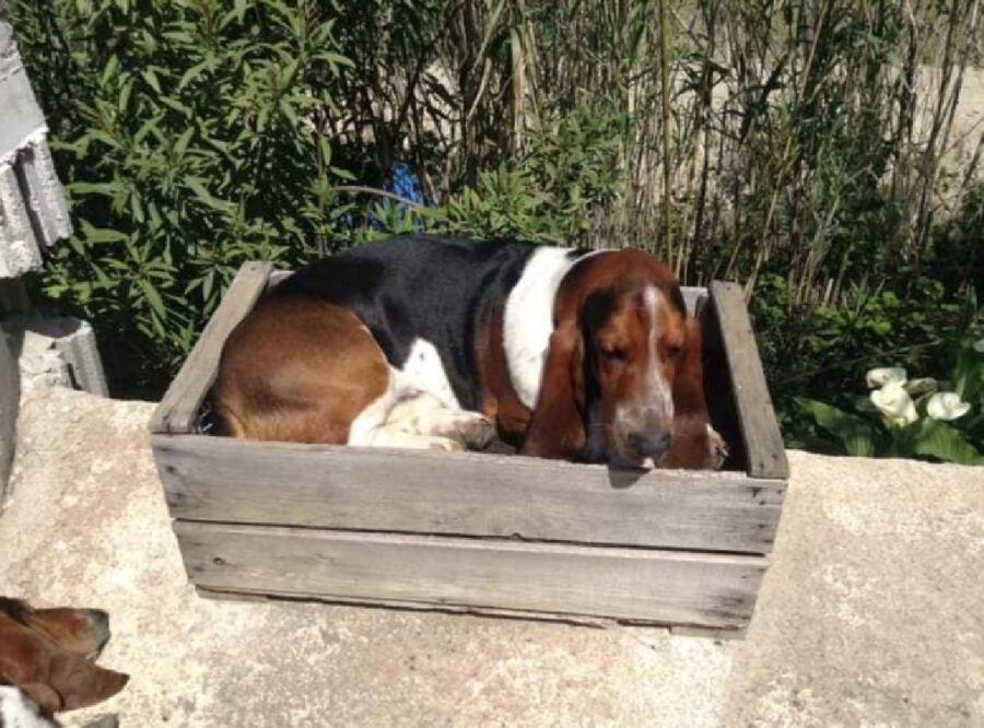 cane basset hound 6 anni