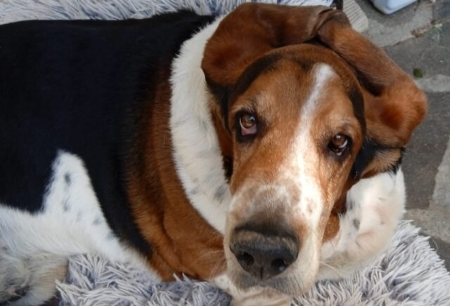 Sorso, perse le tracce di un cane Basset Hound di 6 anni, Marius è il suo nome