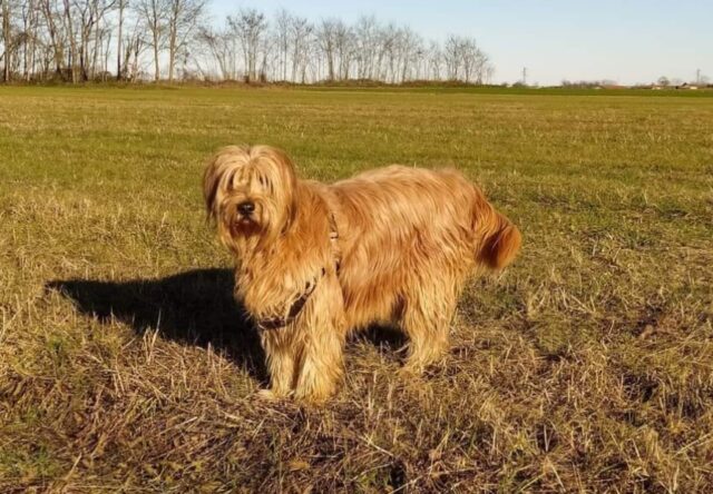 scomparso il cane charlie dopo un anno