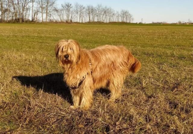 Torino di Sangro, scomparso il cane Charlie, ad un anno dallo smarrimento non si perde la speranza