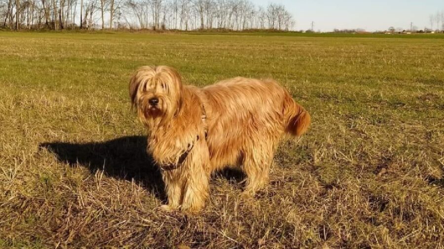 cagnolino charlie pelo rossiccio