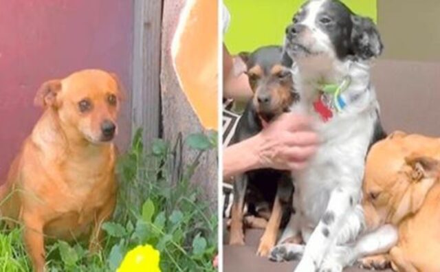 Il loro proprietario muore e questi tre cani rimangono soli: hanno pianto per ben 18 mesi