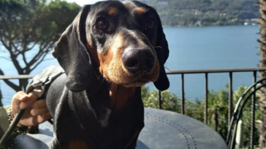 cagnolino sul tavolo nero