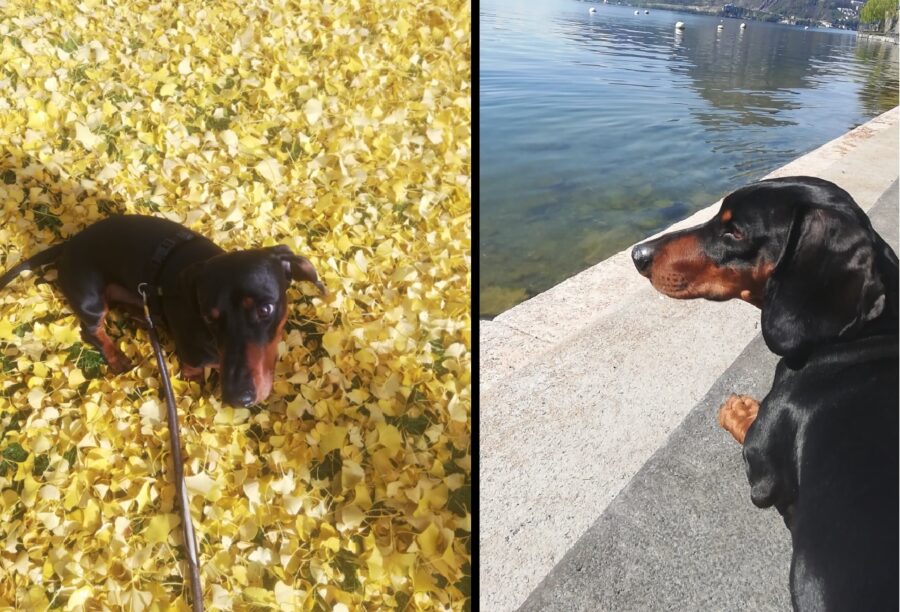 cane pelo marrone e nero