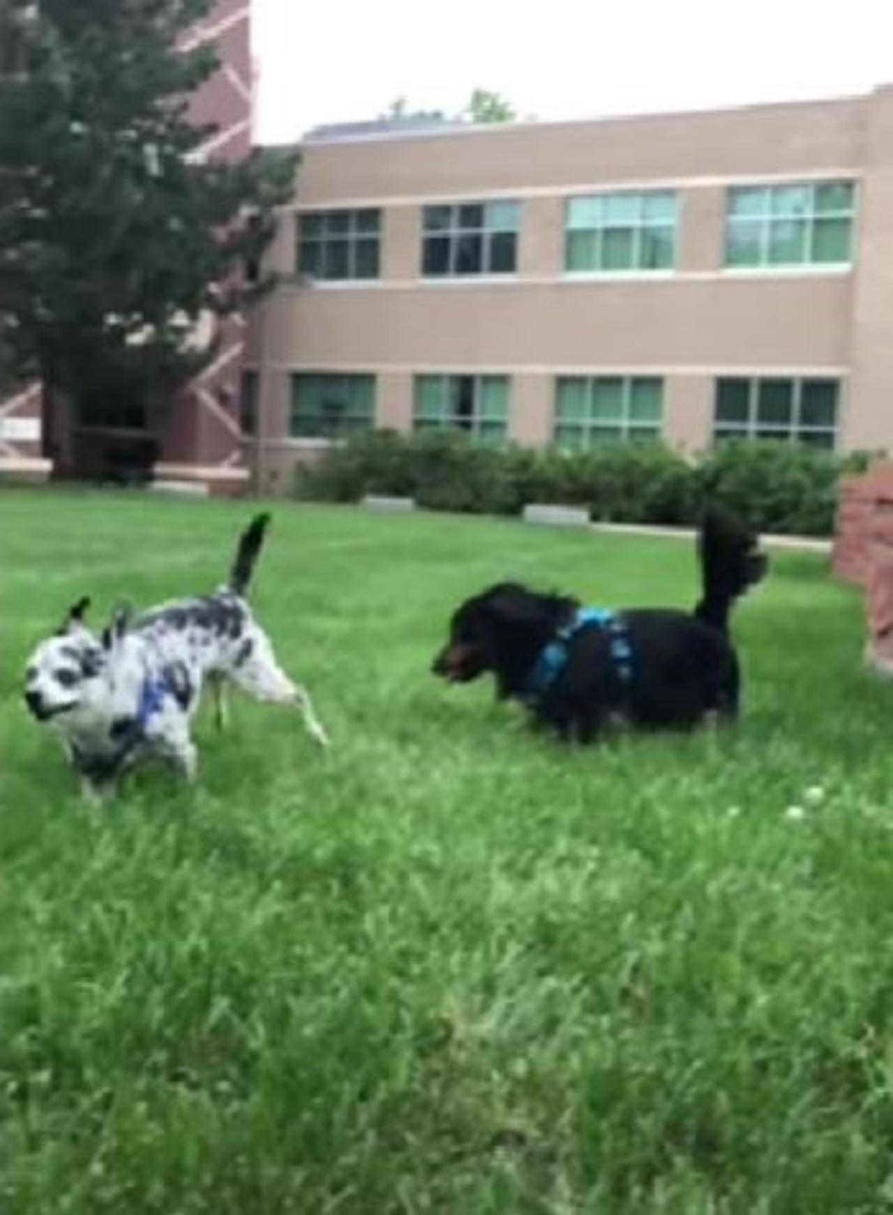 Due cani che giocano in giardino di nome Winston e Mijo
