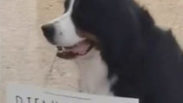 “Benvenuto papà, mi sei mancato”: l’accoglienza del cane in aeroporto fa sciogliere i cuori