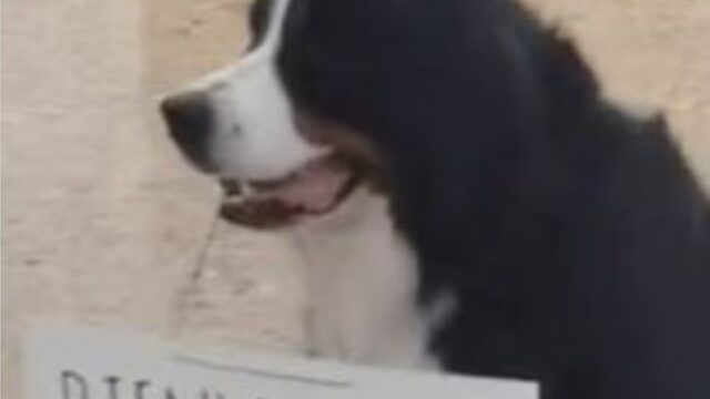 “Benvenuto papà, mi sei mancato”: l’accoglienza del cane in aeroporto fa sciogliere i cuori