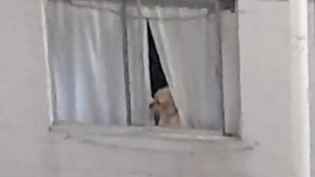 “È proprio un pettegolo”: questo cane non resiste alla tentazione dei gossip alla finestra