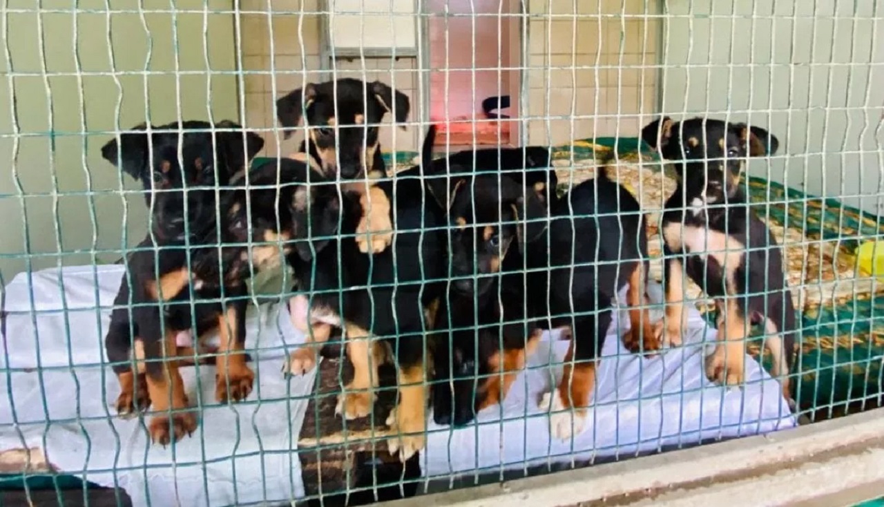 Cuccioli di cane in cerca di casa