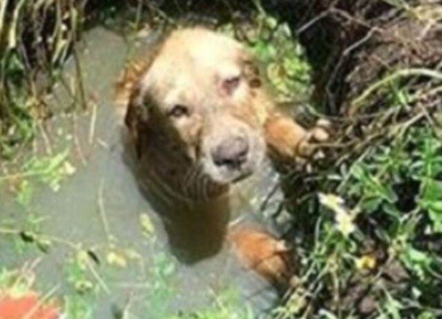 Agente di polizia salva un cucciolo di cane dall’annegamento e poi decide, staranno insieme per sempre
