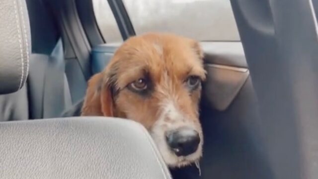 All’inizio era spaventato e tremante: dopo l’adozione per questo cane tutto è cambiato