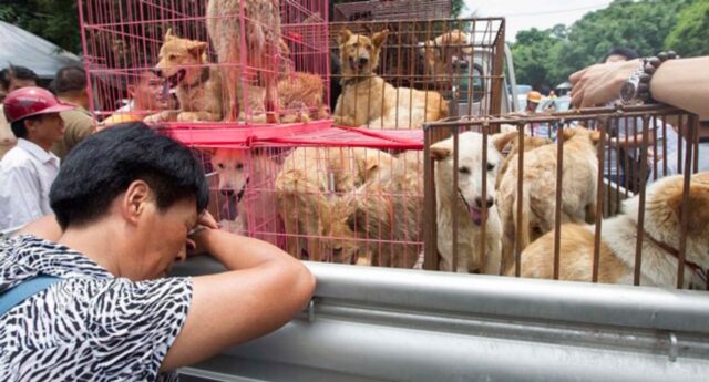 Ancora una volta torna l’orrore: anche quest’anno torna in Cina il maledetto Festival di Yulin
