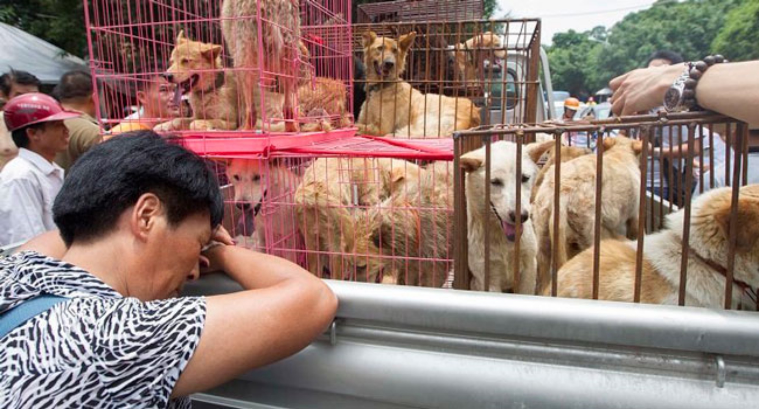 cani del Festival di Yulin