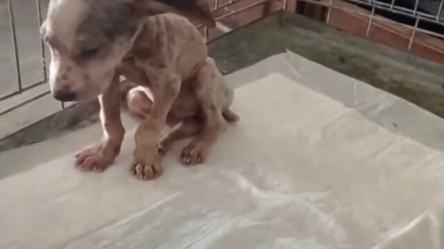 Aveva iniziato la sua vita pochi mesi prima, ma questo cagnolino stava già vivendo l’inferno