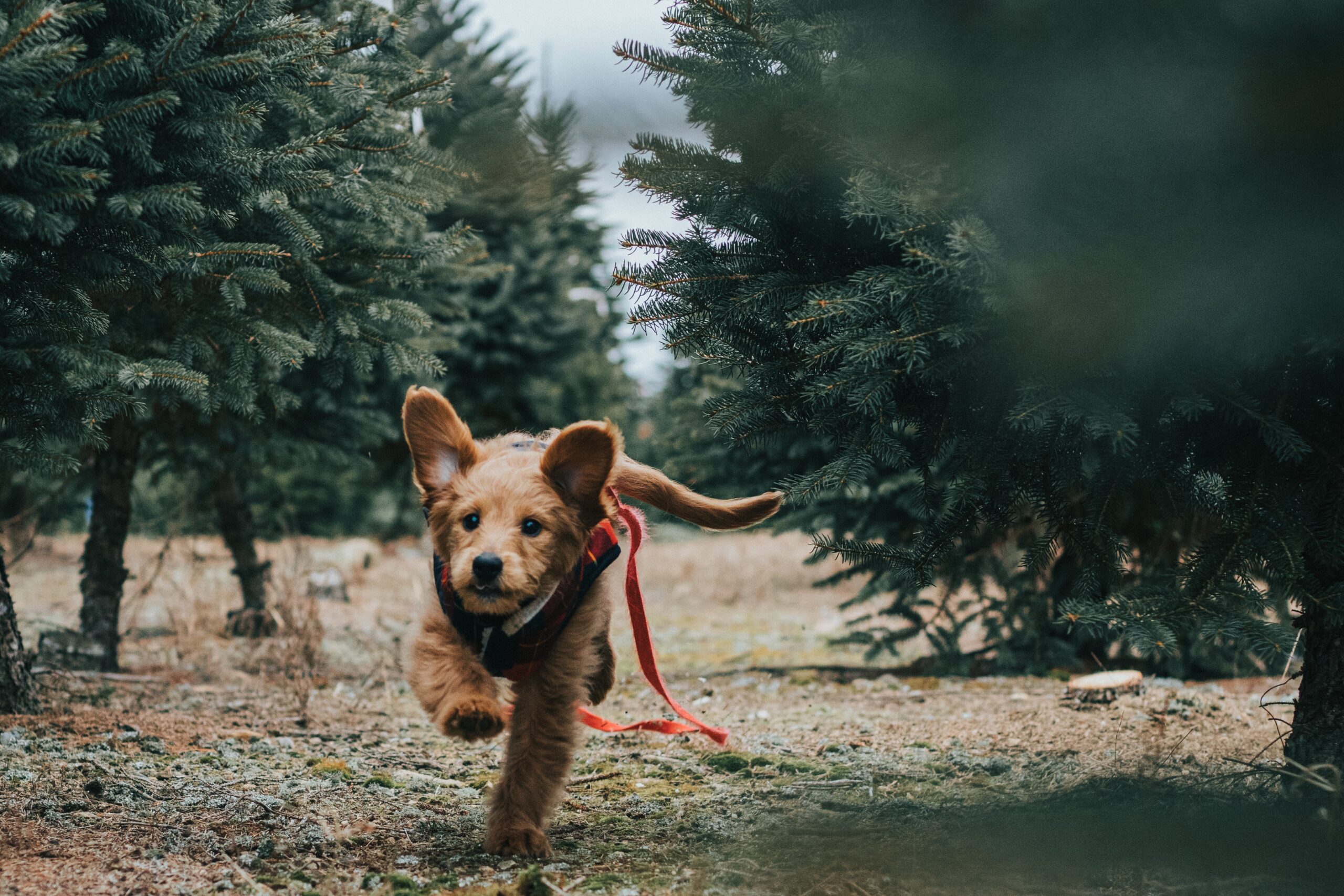 cucciolo di cane irrequieto