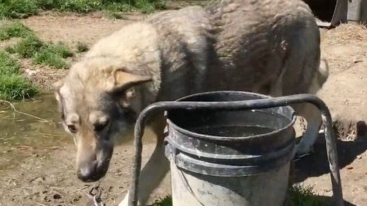 cane viene adottato