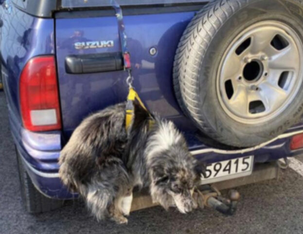 Cane trovato appeso dietro a un’auto: la spiegazione del suo padrone è inimmaginabile