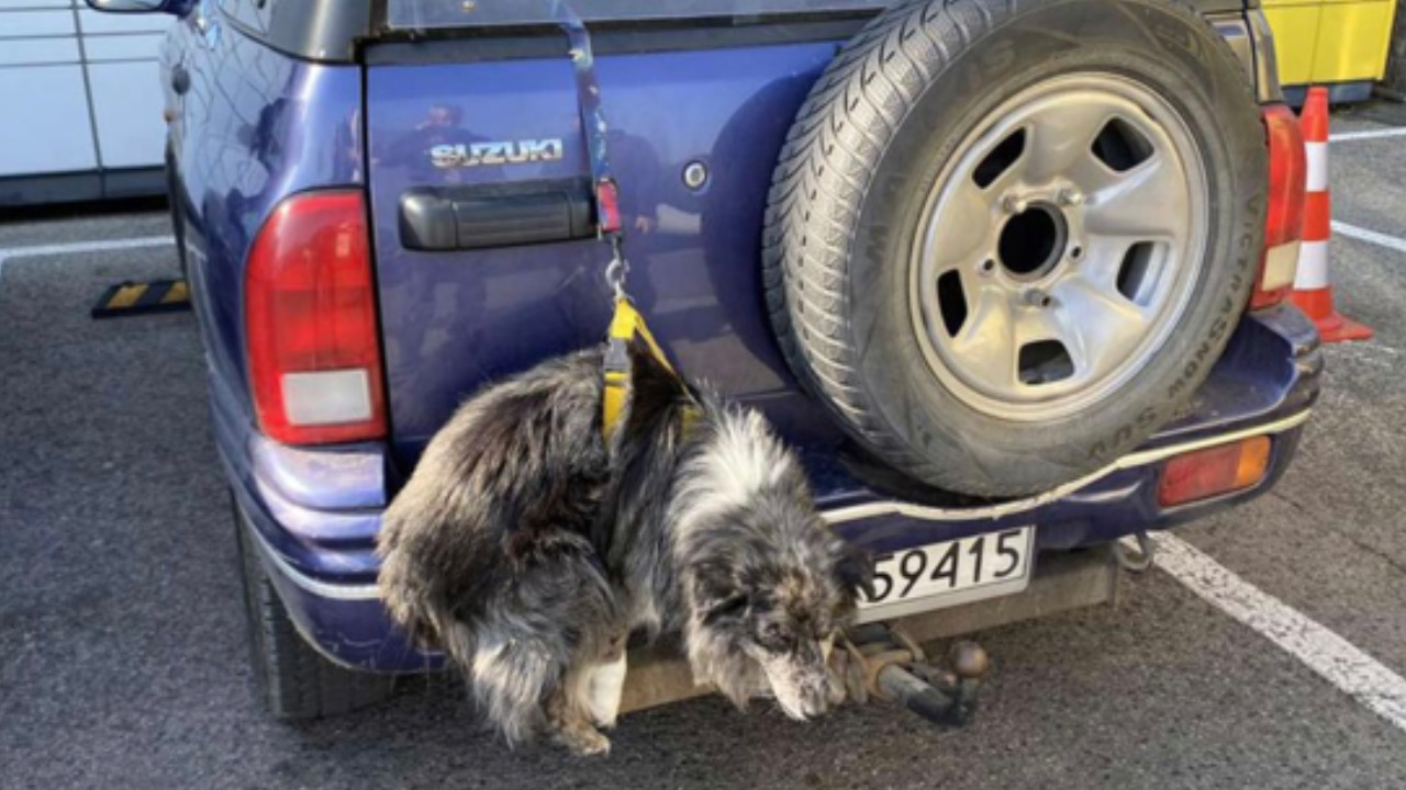 Cane dietro l’auto