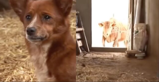 Il cane piange lacrime di gioia quando si riunisce alla mucca che l’ha cresciuto