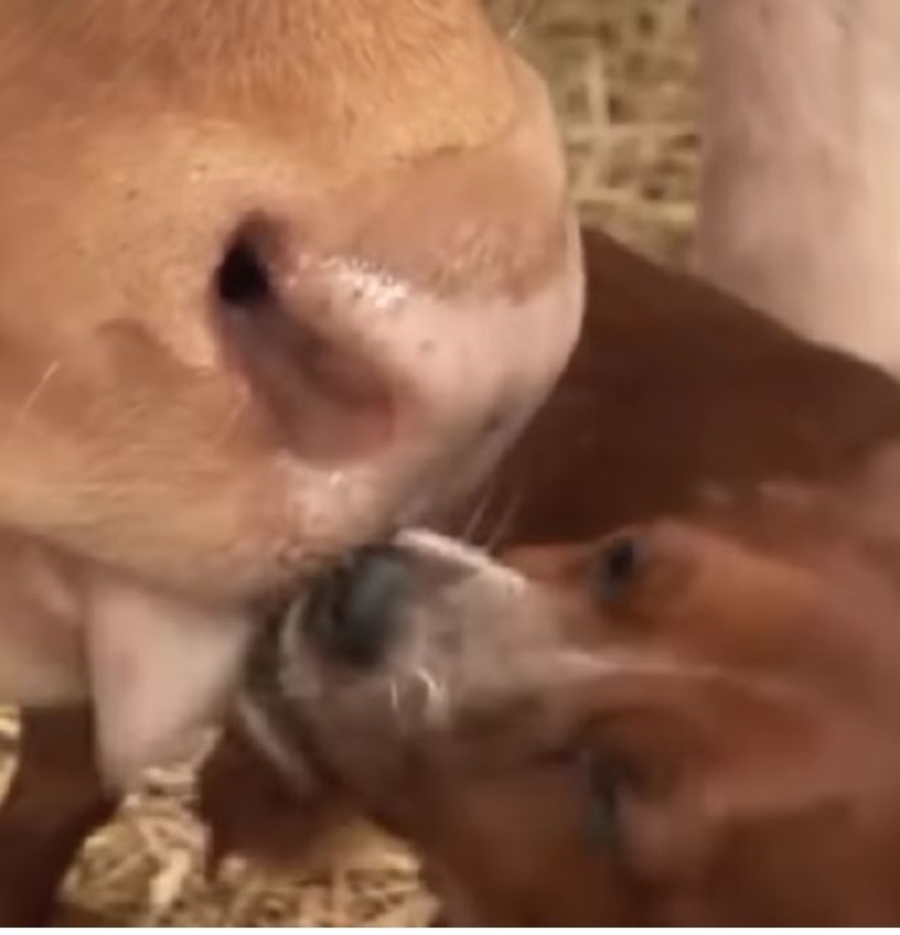 Un cane che bacia una mucca