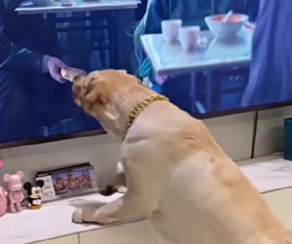 Che delusione! Questo adorabile Labrador non potrà acchiappare lo spuntino che voleva