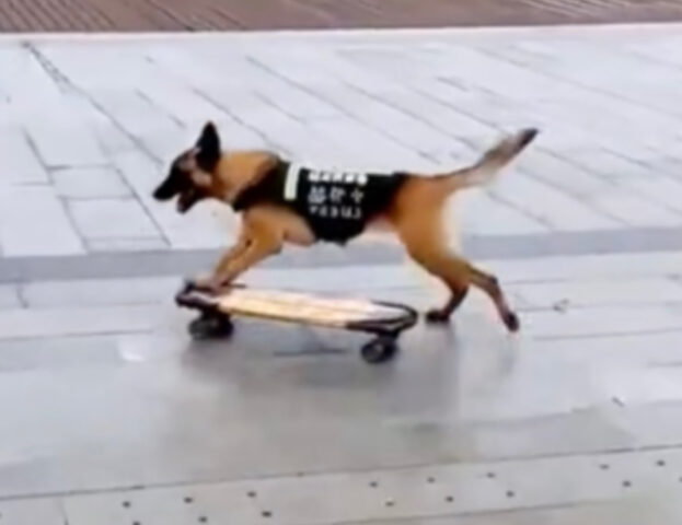 Che talento! Questo cane sa andare sullo skateboard quasi meglio di un essere umano