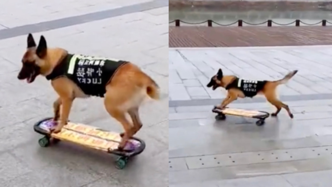 Cane corre sullo skateboard