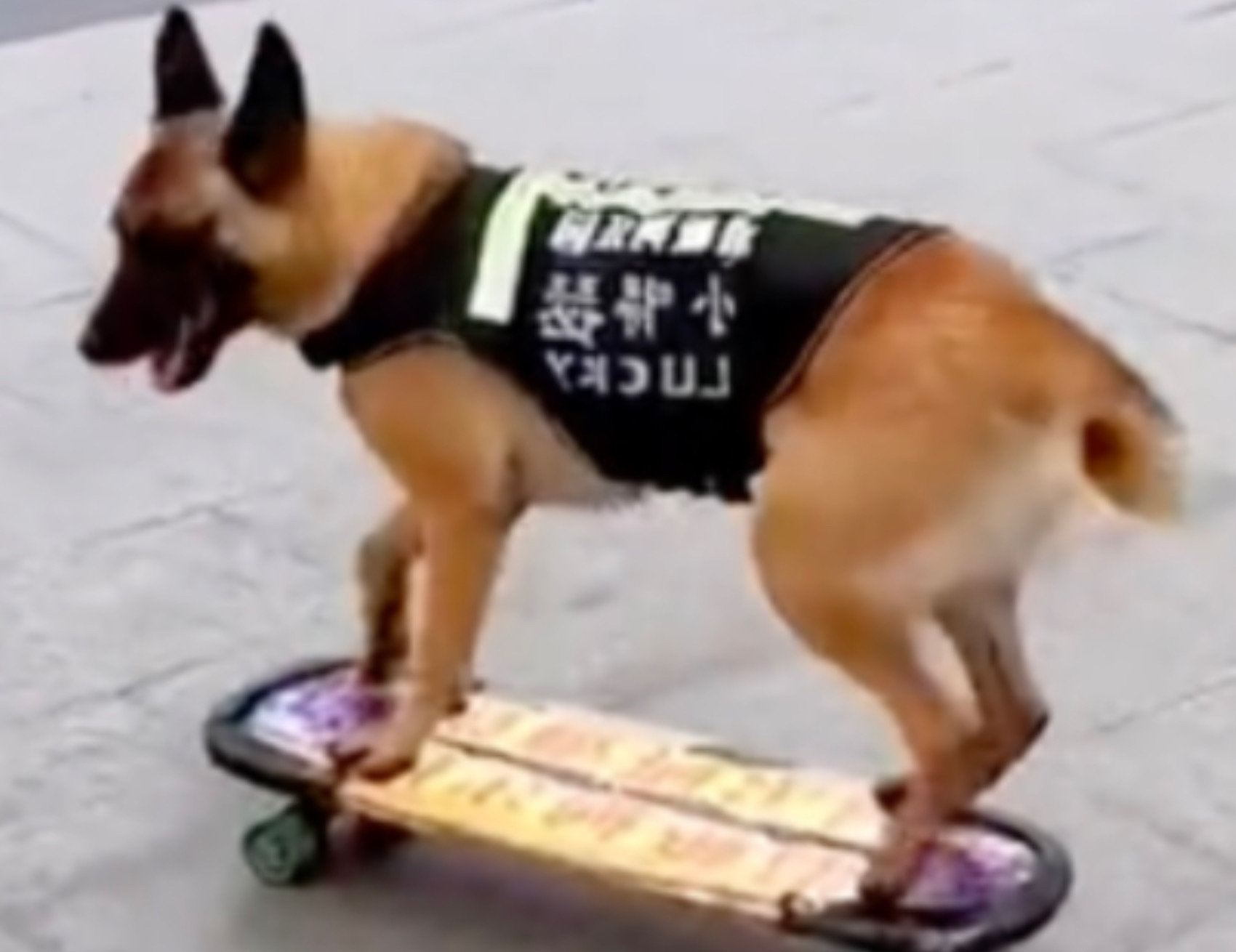 Cane sullo skateboard