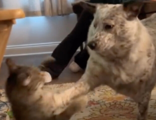 Colpo di scena! Con un gesto magistrale questo cane mette fine alla discussione con il gatto