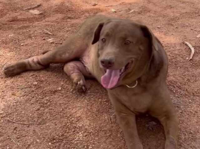 Con una sindrome rara alle zampe, questo cane era stato abbandonato e lasciato al suo destino