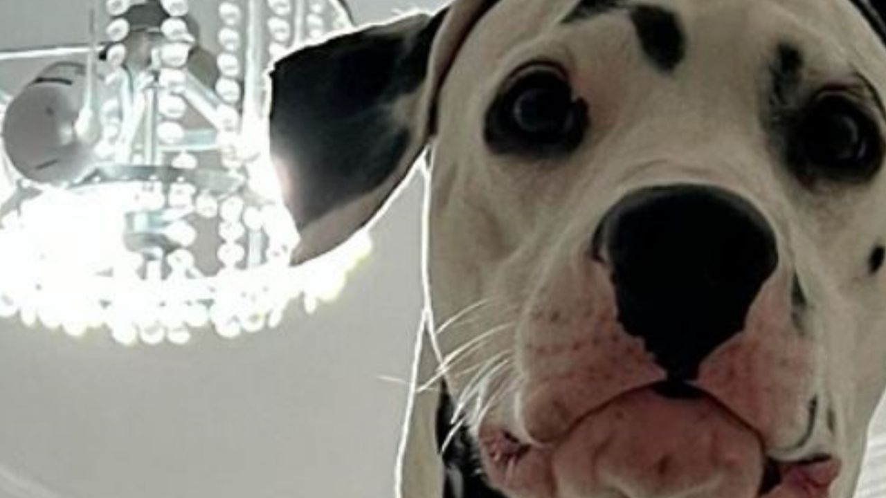 Un Dalmata che chiama il suo papà adottivo