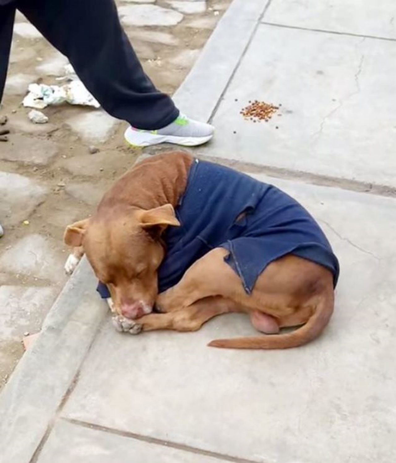 un cane di nome Drako che dorme a terra