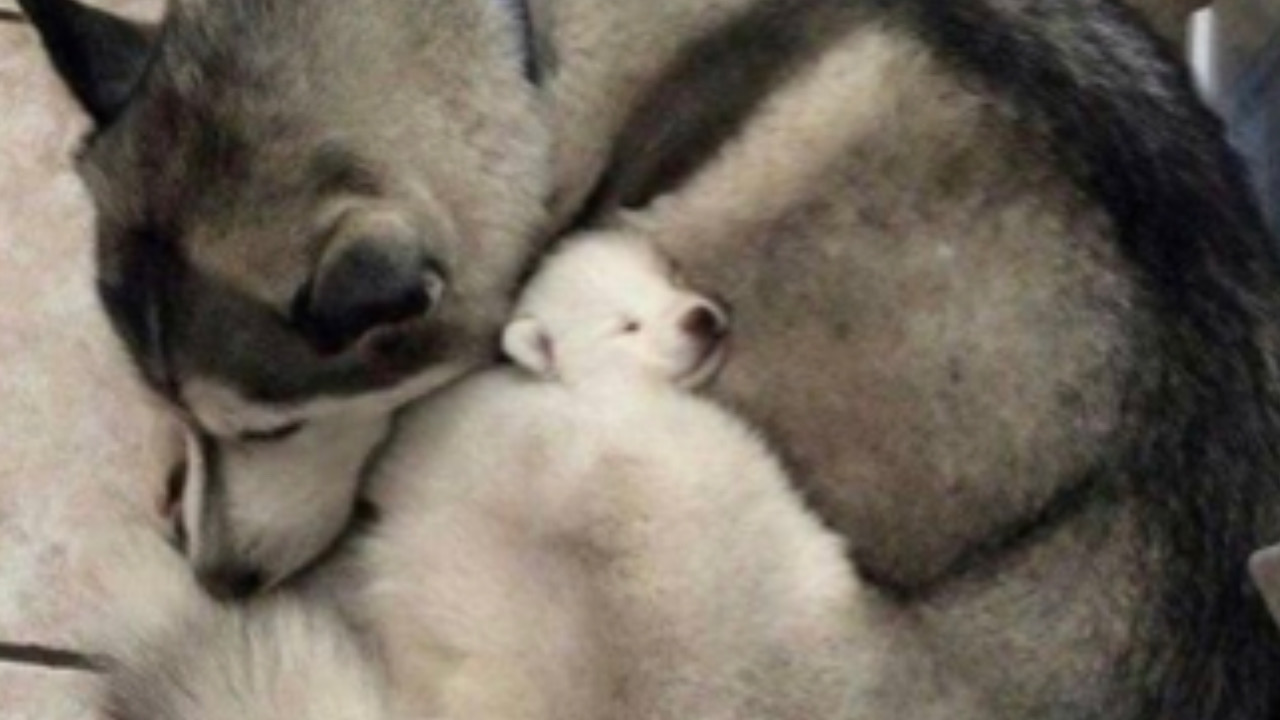 Cucciolo con la sua mamma